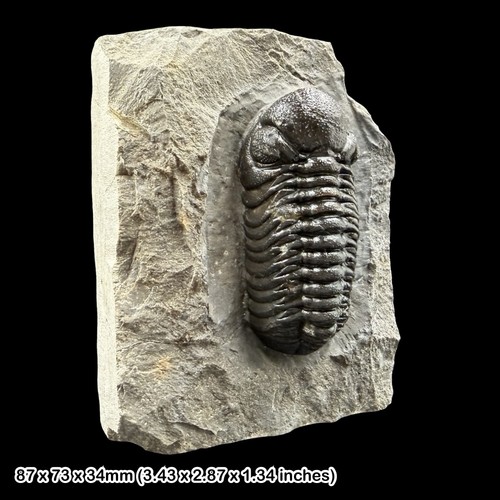 Phacops trilobite fossil - trilobite,