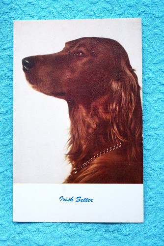 Irish setter dogs - irish,