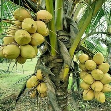 Sri Lankan Coconut Palm Tree