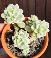 Sedum Clavatum Variegated -