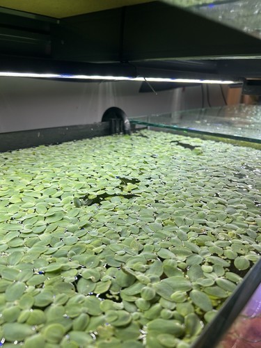 20xbaby dwarf water lettuce - 20xbaby,