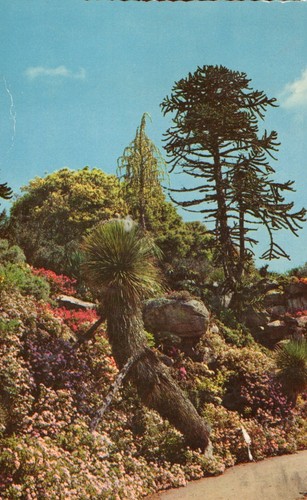 Tresco gardens scilly isles - tresco,