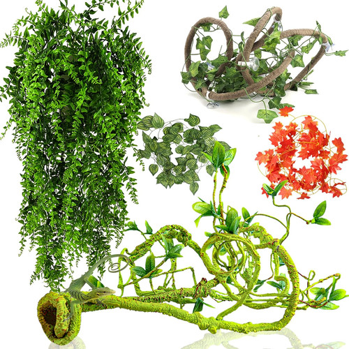 Reptile vines plants for - vines,