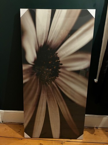 Next soft tone daisy - tone, flower