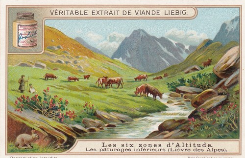 Liebig cards s1108 the - 6,