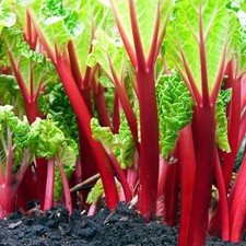 2 x Rhubarb Crowns Champagne  - Rhubarb Plant  High Yield Ready to Plant