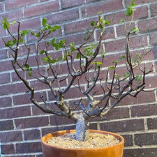 Bursera Hindsiana tropical