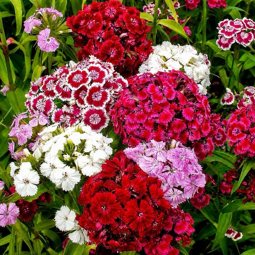 Extra large sweet william - extra,