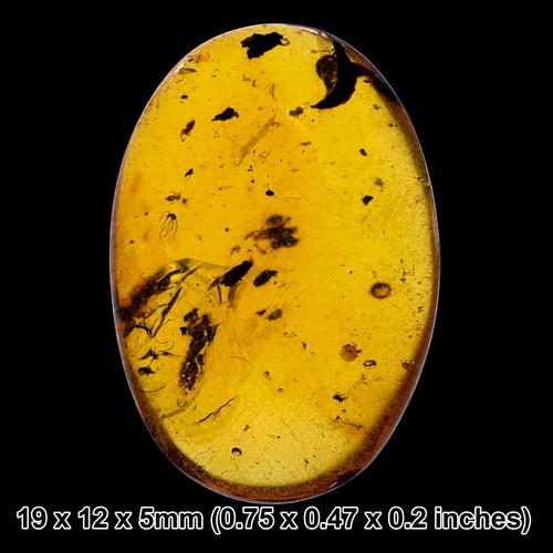 Burmese cretaceous amber - , with