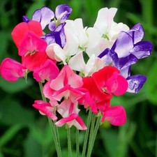 Suttons Sweet Pea Flower Seeds