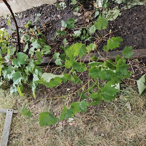 Grapes plant vine - vine, tree.