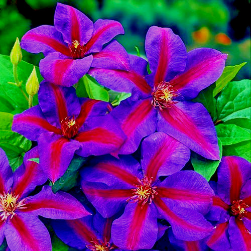 Clematis mrs thompson - thompson,