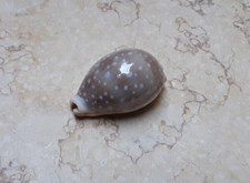 Cypraea camelopardalis red Sea Shells Cypraeida lyncina RARE SIZE 51.8mm F++++