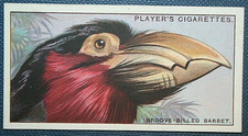 GROOVE-BILLED BARBET  Vintage 1929 Illustrated Bird Card  CE21M