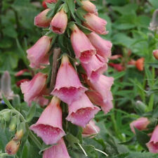 Digitalis Mertonensis 'Summer King' - 100 Seeds - Unusual Foxglove