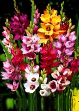 1-100 IXIA MIXED BULBS/CORMS BEAUTIFUL PERENNIAL GARDEN SUMMER FLOWERS-QUALITY
