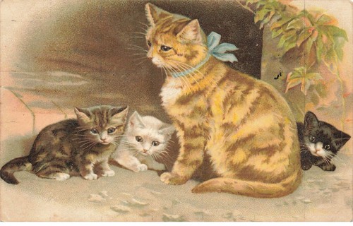 Cat 25884 cats kittens and - #25884,