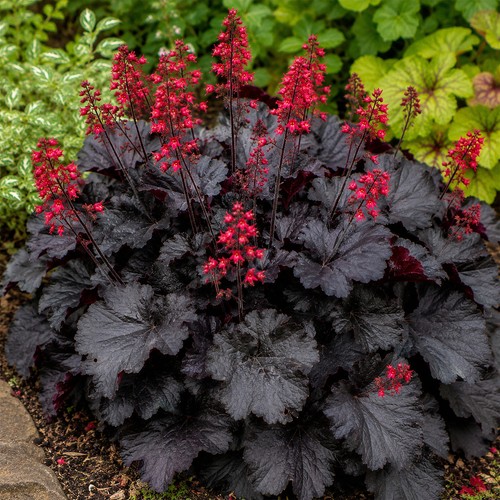 Heuchera black forest - black, cake