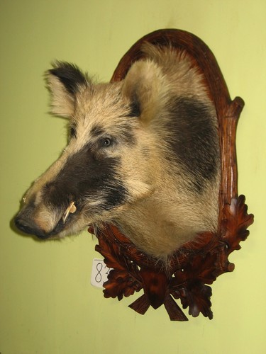 Wild boar head large - wild,