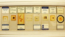 8 Antique Microscope Slides