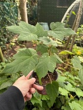 Sycamore saplings , 1 year