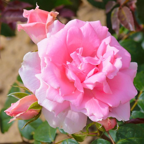 Bush rose you beautiful - bush,