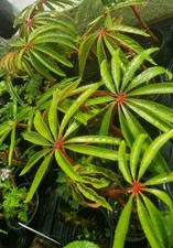 Begonia Luxurians 9cm Pot Palm