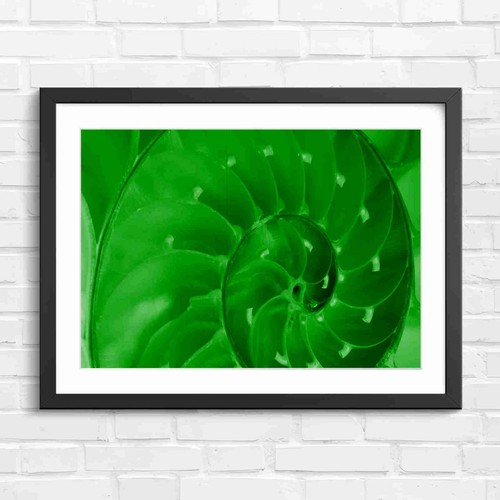 Natural nautilus shell spiral - natural,