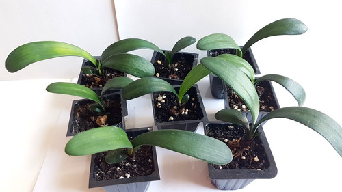 Clivia miniata orange 11cm - 1x,