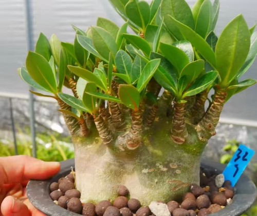 Rare cacti adenium obesum - rare,