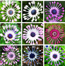 Mix Daisy Osteospermum Various