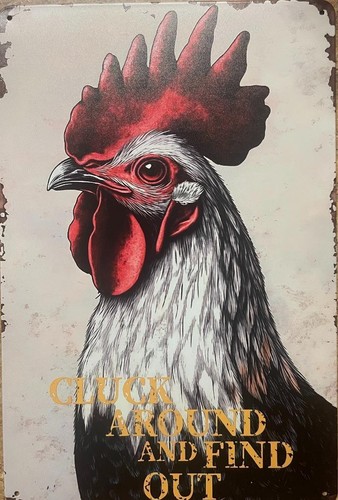 Rooster cock cluck around - rooster,