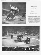 Animal Acts in Bertram W. Mills Circus at Olympia - Vintage Print 1932
