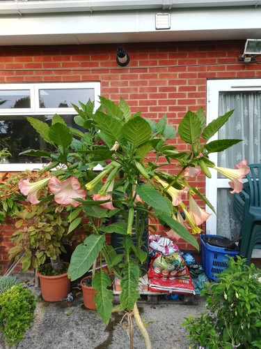 Angels trumpet brugmansia - /, /