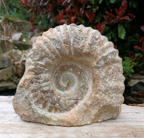 Large fossil ammonite - large,
