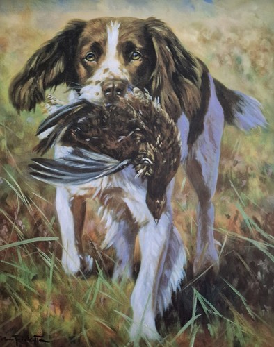 Springer spaniel signed - springer,