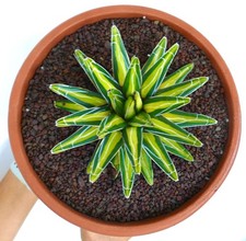 Agave victoriae-reginae