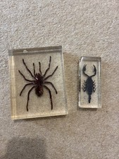 Real Scorpion and Spider in