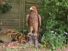 GOLDEN EAGLE, LARGE & VERY