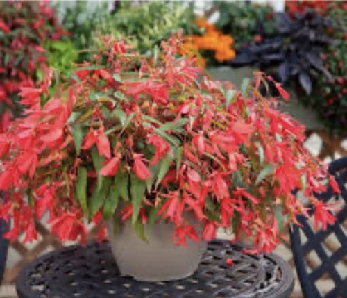 Trailing tub basket - trailing, &
