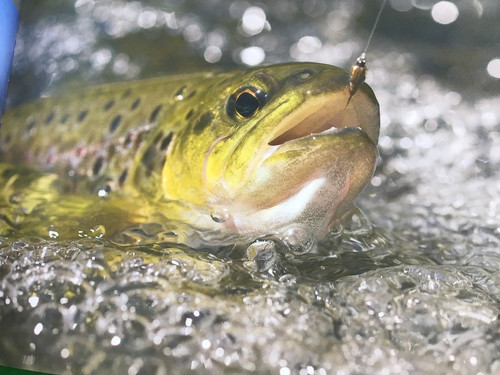 Hardy game fishing catalogue - fishing,