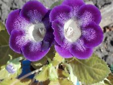 Gloxinia - Sinningia speciosa