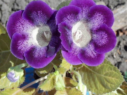 Gloxinia sinningia speciosa - -,