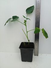 Tayberry, Buckingham