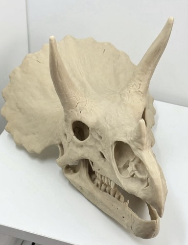Triceratops dinosaur skull - triceratops,