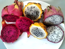 3 VARIETY DRAGON FRUIT  -  25