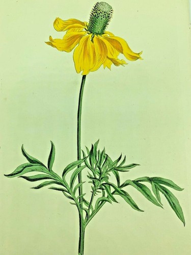 High crowned rudbeckia - rudbeckia, plants