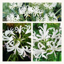 Nerine Bowdenii Alba x 5