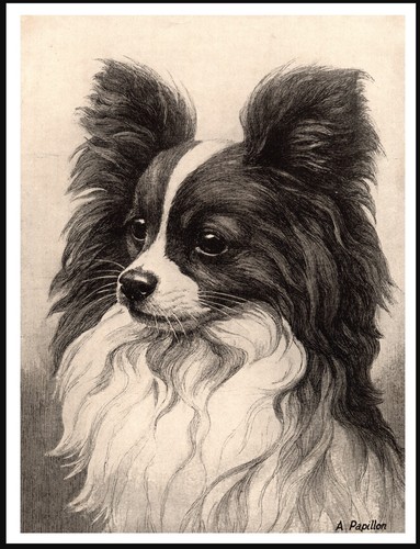 Papillon dog head study - papillon,