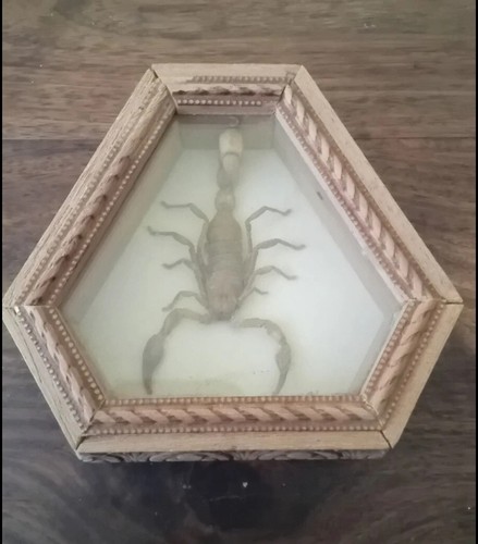 Vintage scorpion taxidermy - vintage,